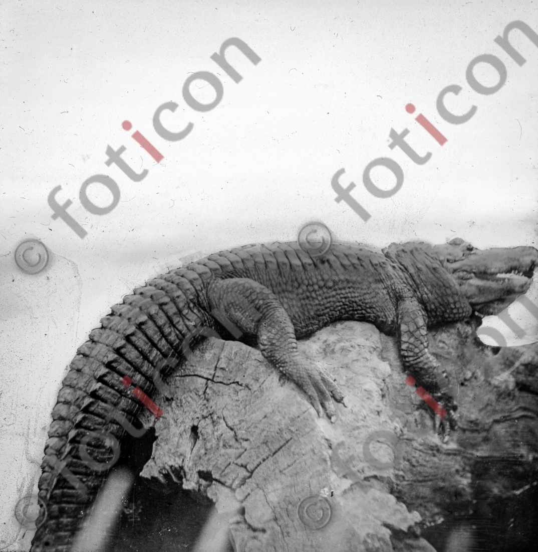 Alligator | Alligator - Foto foticon-simon-167-075-sw.jpg | foticon.de - Bilddatenbank für Motive aus Geschichte und Kultur